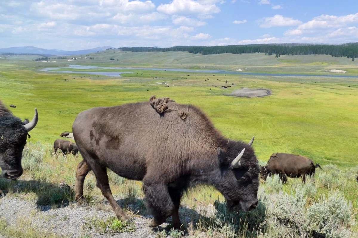 cody-wyoming-lodging-gallery